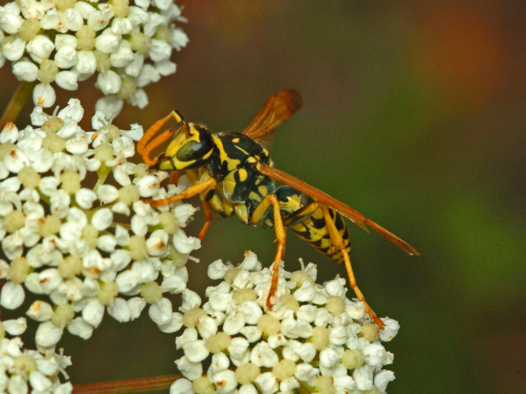 Maschio di Polistes